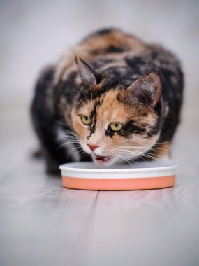 Çok renkli kedi yiyor