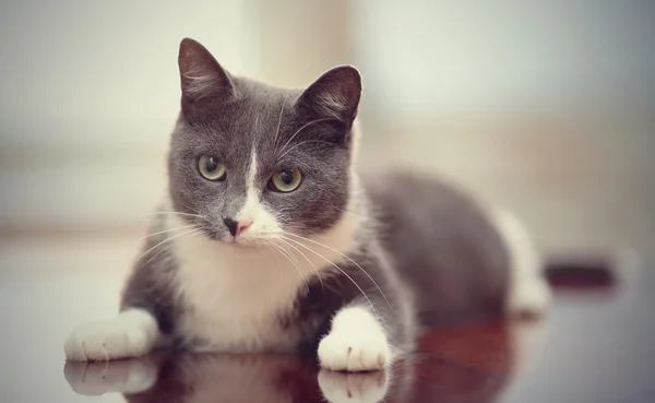 Gato doméstico de uma cor branco-fumaça — Fotografia de Stock