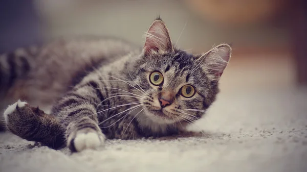 Ritratto di un gatto a strisce con gli occhi gialli — Foto Stock