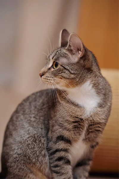 Retrato de um gato listrado — Fotografia de Stock