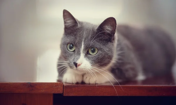 Gatto domestico interessato di un colore fumoso-bianco — Foto Stock