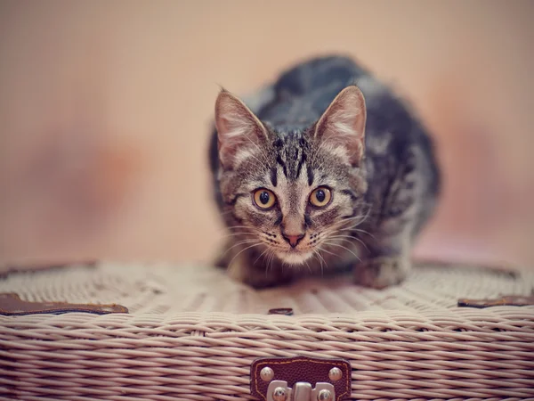 Striped domestic kitten sits on a wattled suitcase — Stock Photo, Image