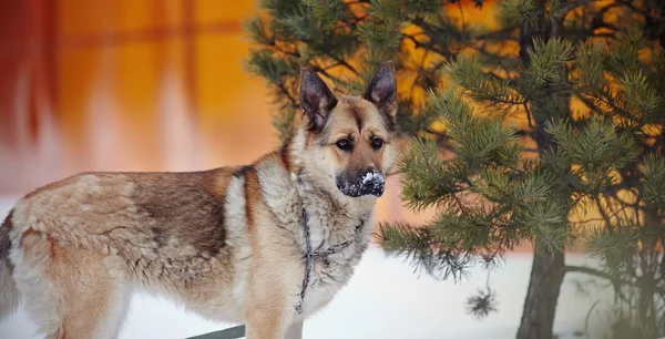 The dog of breed a sheep-dog — Stock Photo, Image