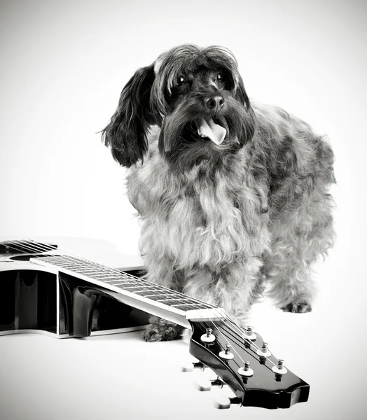 Pies z gitarą. — Zdjęcie stockowe