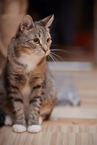 Striped cat with white paws — Stock Photo, Image