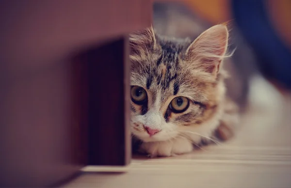 Retrato do gatinho de uma cor multicor que se escondeu em uma emboscada . Imagens De Bancos De Imagens Sem Royalties