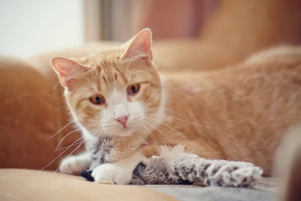 Portret van een gestreepte kat van een rode kleur met een stuk speelgoed. Stockfoto