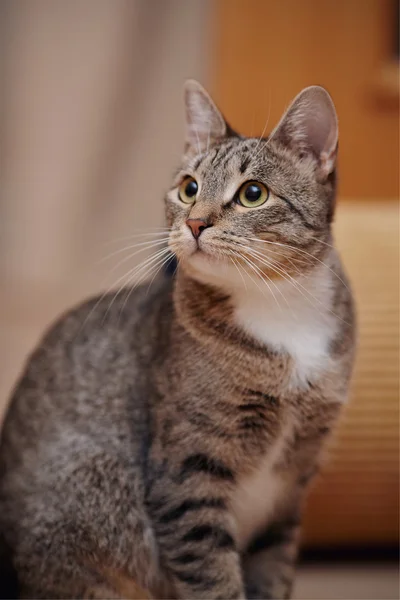 Ritratto di un gatto a strisce grigio — Foto Stock