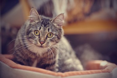 Bir kedi portre şeritli renk sarı gözlü.