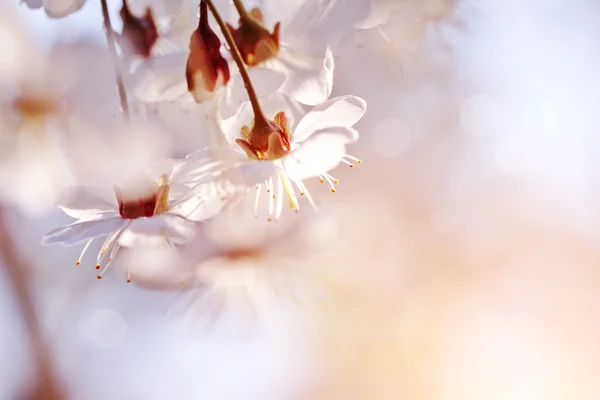 Flowers of the cherry blossoms — Stock Photo, Image
