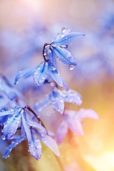 Déneigement bleu - une Scilla Siberica — Photo