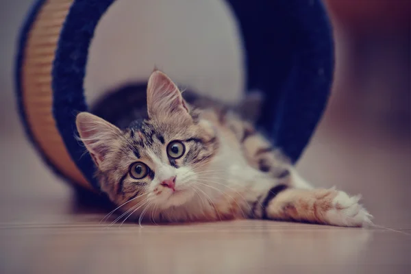 Домашний разноцветный котенок — стоковое фото