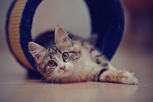 Aile içi çok renkli yavru kedi — Stok fotoğraf