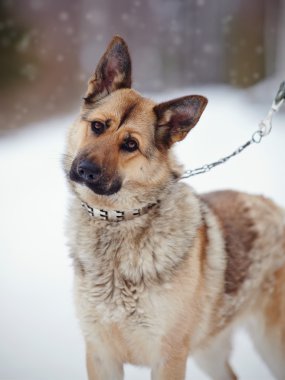 Bir çoban köpeği portresi.
