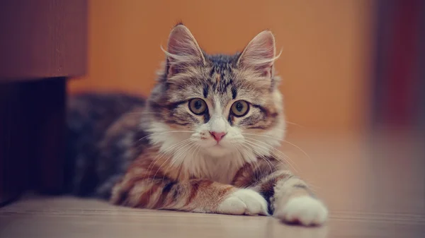 Çok renkli bir kedi yavrusu portresi — Stok fotoğraf