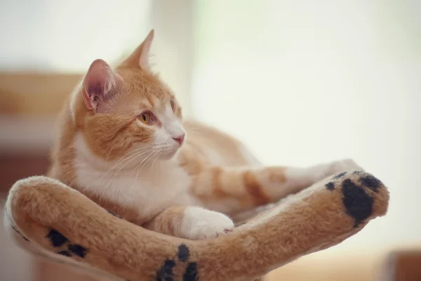 Rojo con blanco el gato doméstico — Foto de Stock