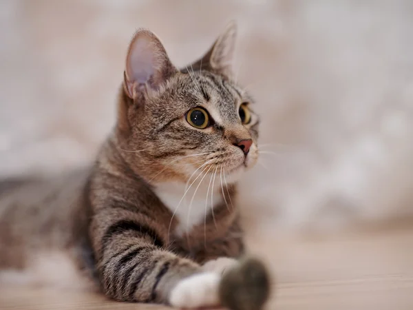 Πορτρέτο μιας ριγέ γάτας — Φωτογραφία Αρχείου
