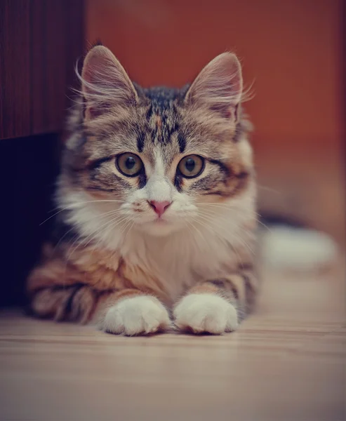 国内的多彩色小猫的肖像 — 图库照片