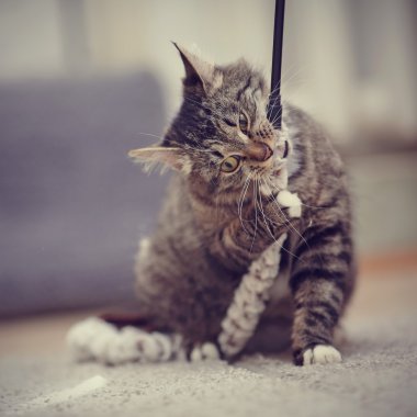 Sarı gözlü çizgili kedi çalış.