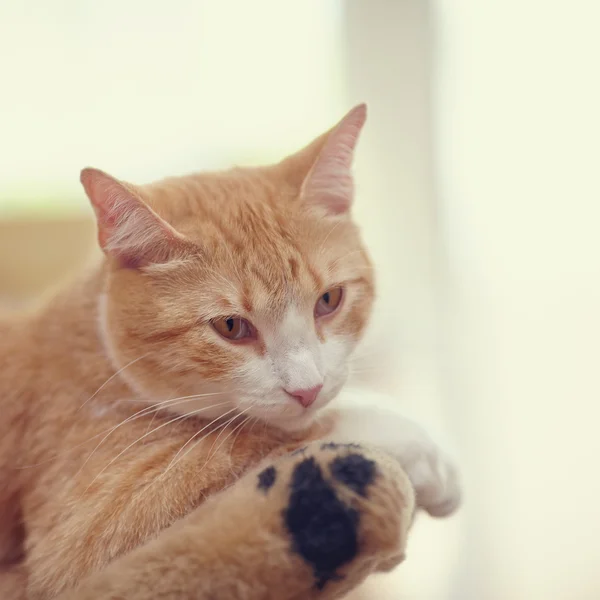 Kırmızı çizgili kedi portresi. — Stok fotoğraf