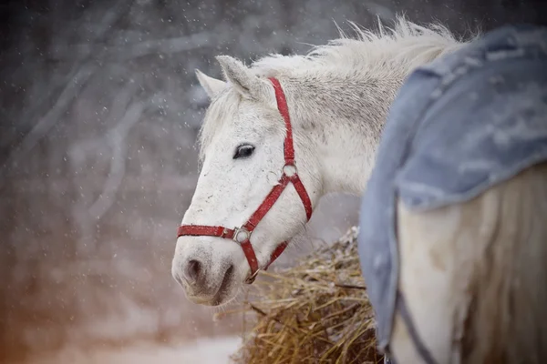 El caballo blanco mojado camina en la nieve. — Foto de Stock