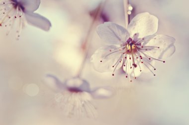 Kiraz çiçekleri bir güneş ışığı altında