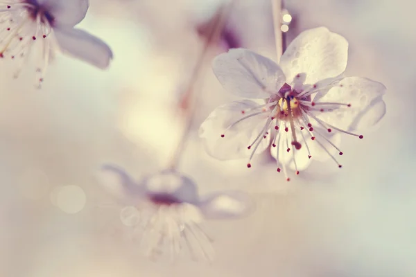 Cherry flowers in a sunlight — Stock Photo, Image
