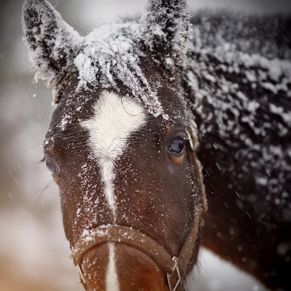 Ρύγχος του ένα υγρό λυπημένος καφέ άλογο στο χιόνι. — Φωτογραφία Αρχείου