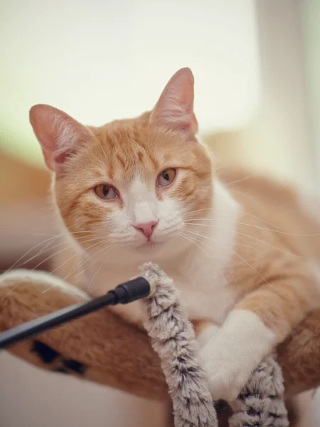 赤い縞模様の猫の肖像画. — ストック写真
