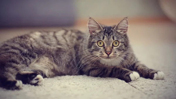 The striped domestic cat with yellow eyes — Stock Photo, Image