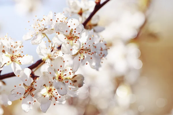 Floraison printanière de cerises . — Photo