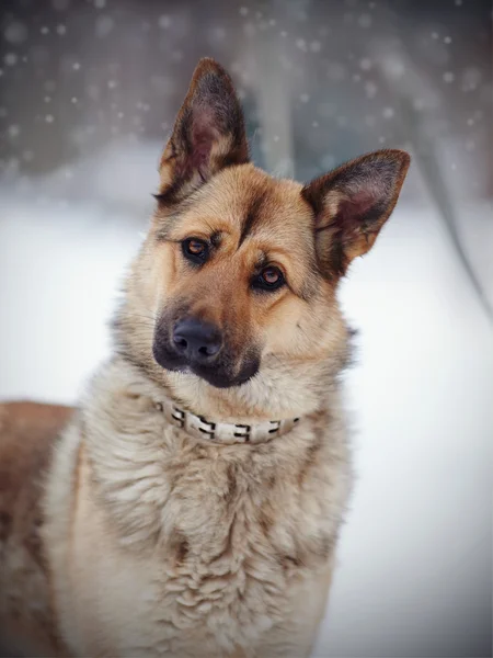 Portret van een hond van het RAS een schaap-hond — Stockfoto