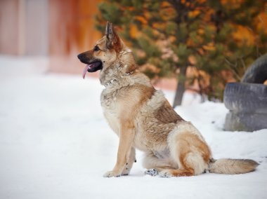 Köpek oturur ve korur.