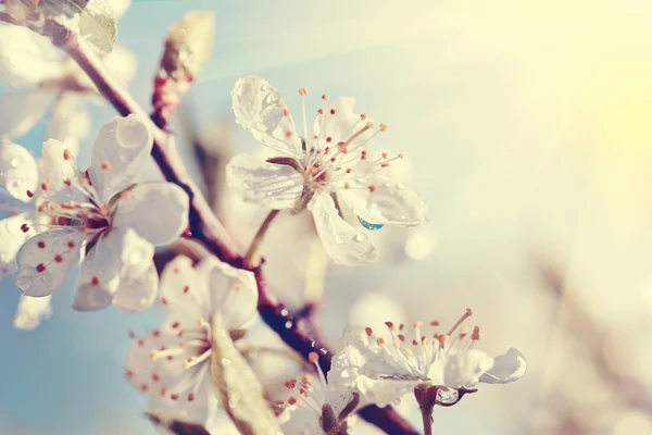 Branch of the blossoming cherry in sunshine — Stock Photo, Image