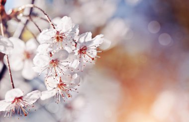 Beyaz kiraz çiçekleri.