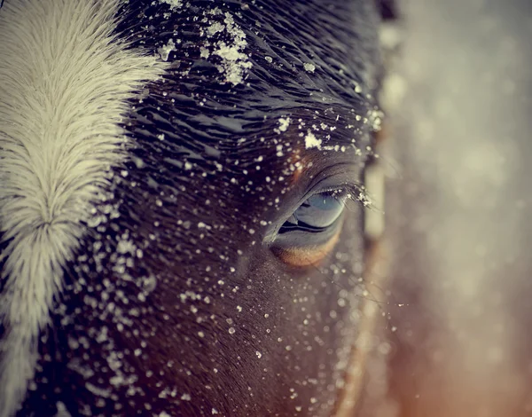 Смотреть мокрый коричневые лошади — стоковое фото