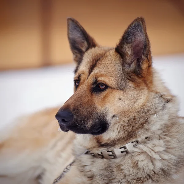 Portret van een hond. — Stockfoto