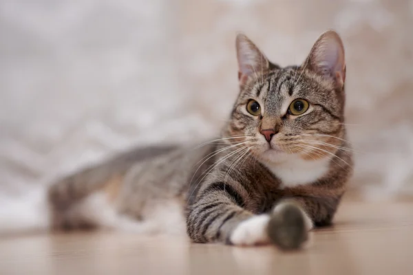 Porträt einer gestreiften Katze — Stockfoto