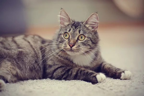 Полосатый домашний кот с жёлтыми глазами — стоковое фото