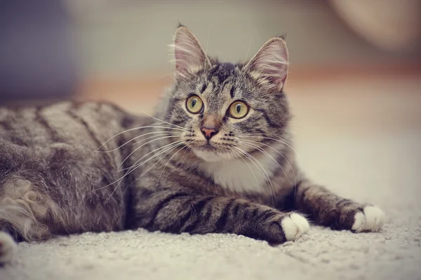 Gato doméstico listrado com olhos amarelos — Fotografia de Stock