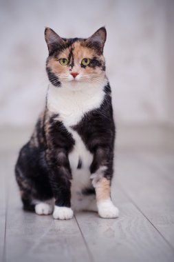 Çok renkli kedi bir katta oturur