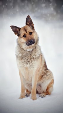 Safkan köpek bir çoban köpeği