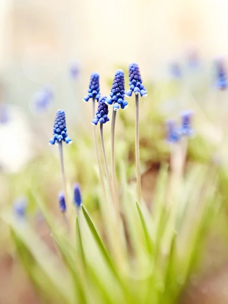 青い muskari の花 — ストック写真