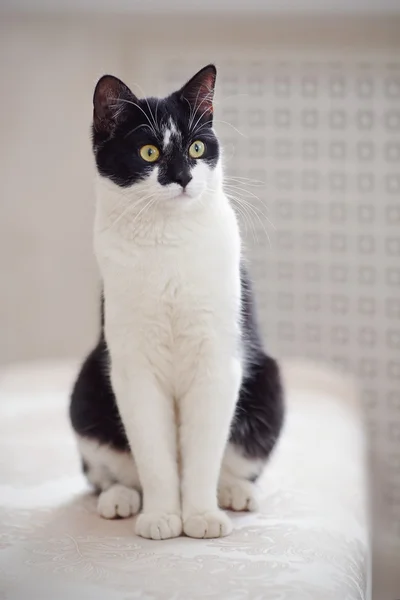 白黒色の驚く猫 — ストック写真