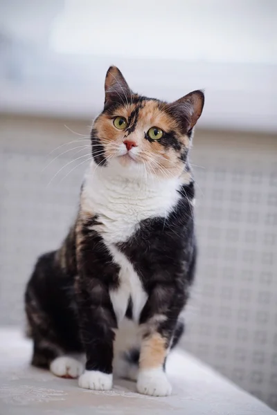 Multi-colored cat with green eyes — Stock Photo, Image