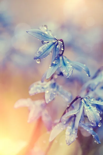 Dépôt de neige bleu printemps - une Scilla Siberica — Photo
