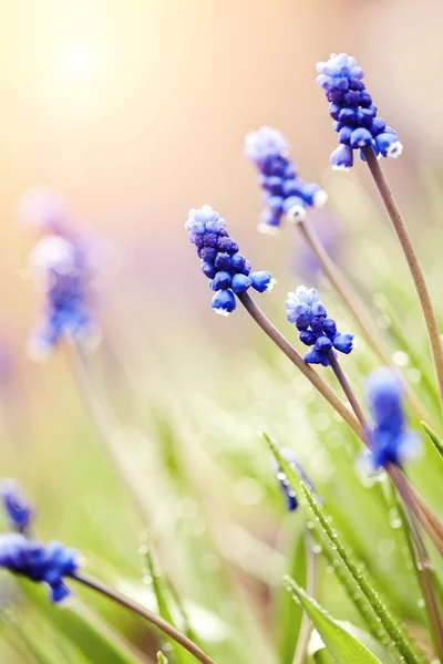 Den blå blommande muskari i dagg droppar — Stockfoto