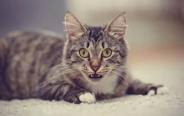 Portrait du chat domestique surpris d'une couleur rayé — Photo