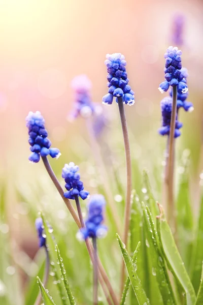 Blå blommande muskari — Stockfoto