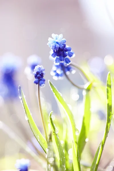 Blå muscari blommor — Stockfoto